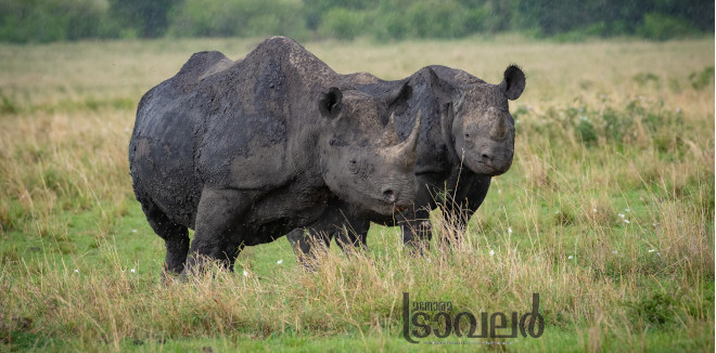 masai mara black rhino